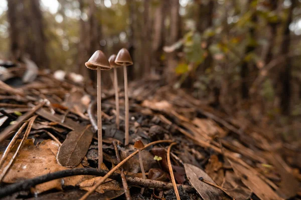 Taburetes Setas Hongos Que Crecen Bosque Otoño Rodeados Hojas Caídas — Foto de Stock
