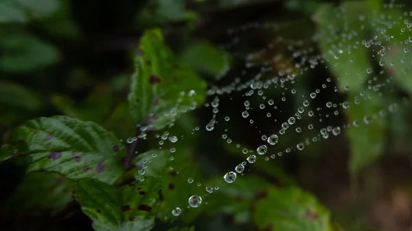 Close up of raindrops caught in spider web on rainy day. Shallow depth of field.