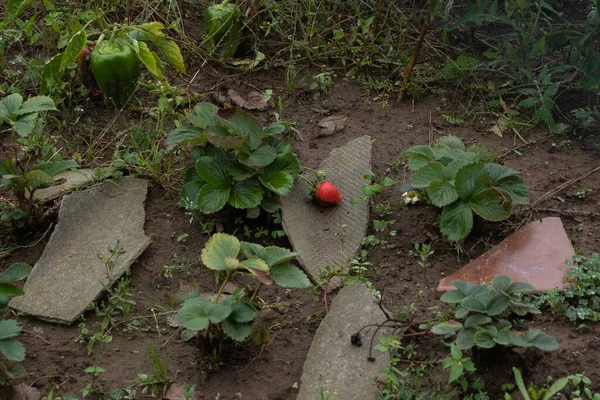 Yağmurlu Bir Günde Tek Bir Kırmızı Çilek Yeşil Biber Bitkisi — Stok fotoğraf
