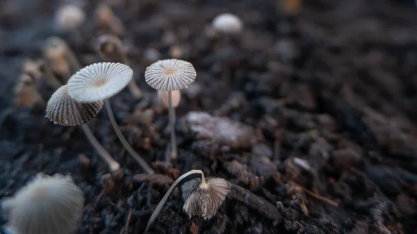 Pileli Mürekkep Kapağı Parasola Plicatilis Mantarları Sonbaharda Kahverengi Topraklarda Yetişerek — Stok fotoğraf