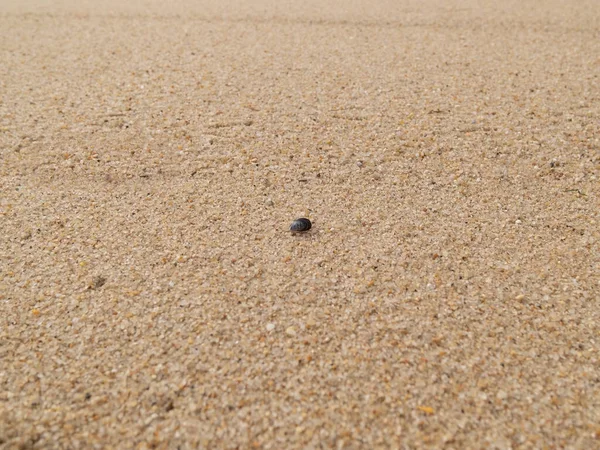 一个贻贝壳独自躺在沙滩上的沙滩上 地面的浅水区 — 图库照片