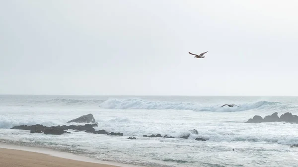 Meeuwen Vliegen Langs Kust Het Strand Een Mistige Dag Met — Stockfoto