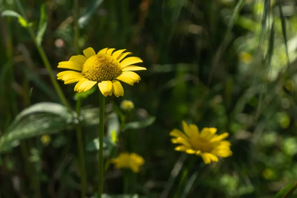 長い草の間の春に川岸に咲く美しい黄色のデイジーの花 — ストック写真