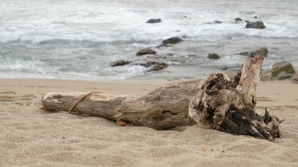 Groot Drijfhout Log Liggend Zandstrand Met Donkere Bewolkte Lucht Aan — Stockfoto