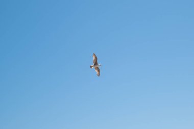 Bir martı, mavi gökyüzünde kanatlarını açmış tek başına uçuyor. Özgürlük kavramı.