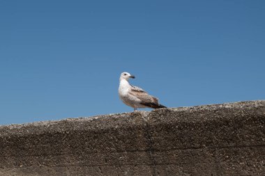 Beton duvardaki martı mavi gökyüzüne doğru bakıyor.