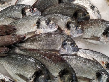 Portekiz 'de balık pazarında buzlu taze deniz kreması balığı. Kapat..