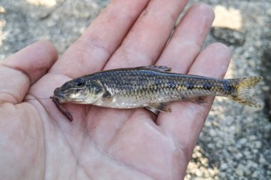 Küçük gudgeon balığı (Gobio gobio) ağzında olta, elinde balıkçı tarafından tutulan.