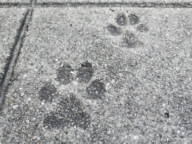 Sertleştirilmiş beton kaldırımda iki köpek pençesi izi. Kapat..