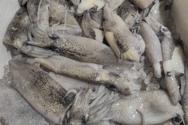 Balık pazarında ezilmiş buz yatağında taze çiğ kalamar.