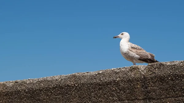 1頭のカモメが左を見て夏に青い空に対して石の壁に突き刺さった スペースのコピー — ストック写真