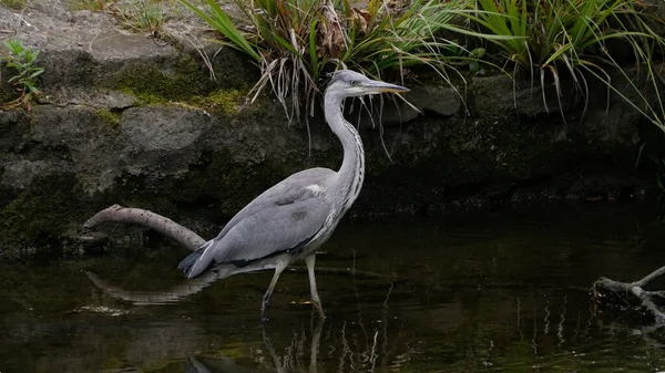 Czapla Szara Ardea Cinerea Portret Brodzenie Rzece Polowanie Ryby — Zdjęcie stockowe