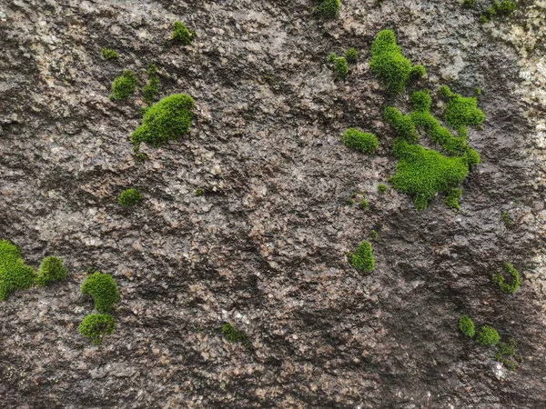 Textura Pared Piedra Áspera Húmeda Con Musgo Creciendo Superficie — Foto de Stock
