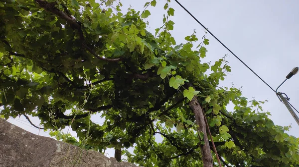 Szőlő Mentén Vezetékes Rács Vidéken Portugália Fiatal Szőlő Lóg Nyáron — Stock Fotó