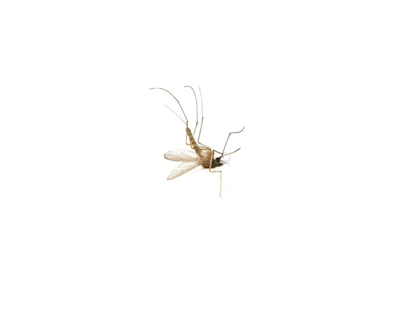 Mrtvý Komáří Hmyz Ležící Zádech Zavřít Bílém Pozadí — Stock fotografie