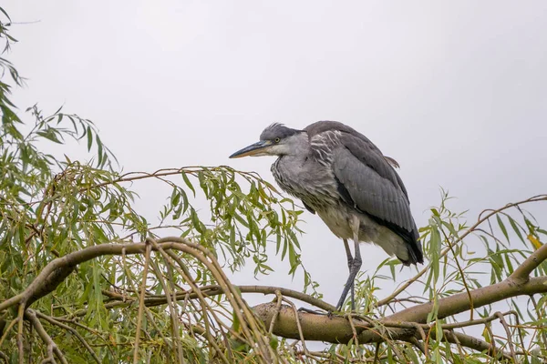 Szary Heron Portret Siedzący Wierzbie Przeciwko Zachmurzonemu Chmurnemu Niebu Pochyloną — Zdjęcie stockowe