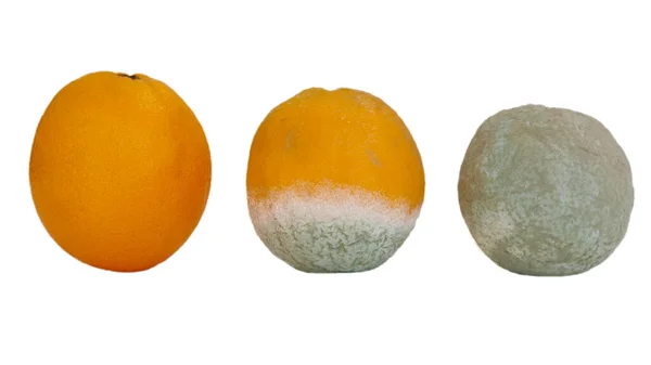 Trois Oranges Différents Stades Décomposition Isolé Sur Blanc — Photo