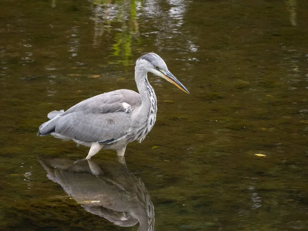 Nehirde Balık Avlayan Hermon Grey Heron Ardea Cinerea — Stok fotoğraf