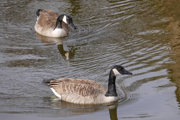 Pair of Canada Geese on a lake in West Germany in winter