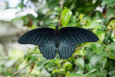 Güzel siyah kelebek kırlangıç kuyruğu, Papilio Memnon, yeşil yaprak üzerinde kanatları var.