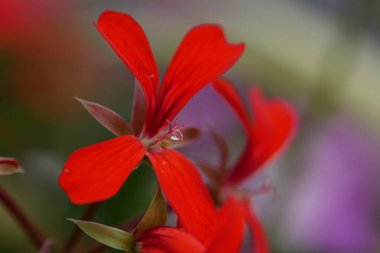 Güzel kırmızı çiçek, sığ bir odak noktası ve tek bir damlası var..