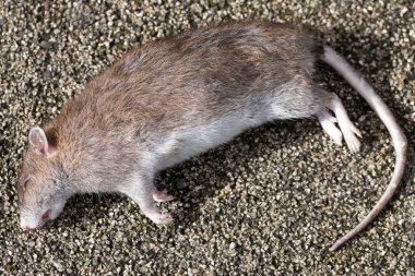 Ölü Kahverengi Fare / Rattus norvegicus bir şehir caddesinde asfaltta yatıyor. Vücudu kapat.