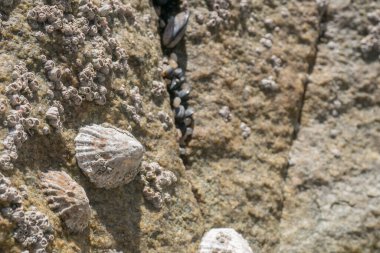 Deniz kabukları ve deniz aygırları sahilde kayalara kaplanmış. Kapat / Makro