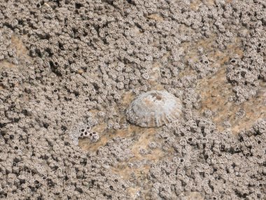 Sahilde kaya midyeleri ve deniz kabukları. Kapat / Makro