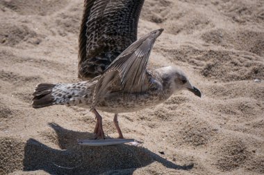 Atılmış bir balık yeminin kancasına takılmış bir martı. 