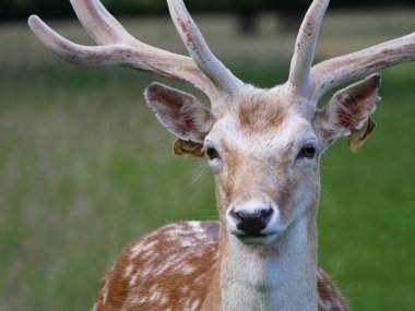 Fallow geyik portresi. Beyaz benekli ve açık renkli kürklü Buck..