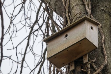 Kuşlar için ahşap kuş yuvası / yuva kutusu, kışın çıplak dallarla bir ağaca bağlı.