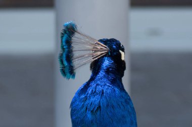 Parlak mavi kafa tüyleri / tavus kuşu / pavo kriterinin arması, kapatın.