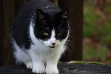Siyah-beyaz kedi portresi dışarıda, yaklaşın.