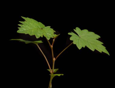 Genç üzüm asması / tohumu siyah arkaplanda