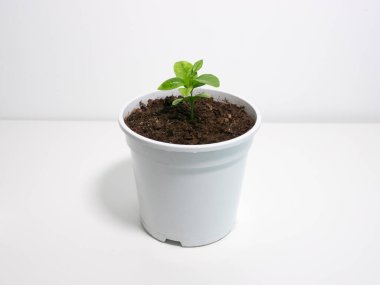 Genç narenciye ağacı beyaz arka planda beyaz bitki saksısında