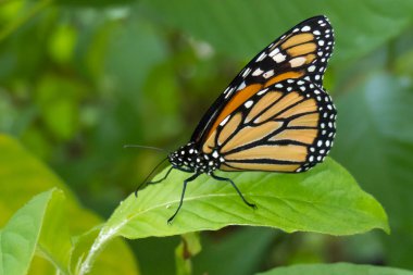 Yeşil bir yaprağın üzerinde sola bakan kral kelebeği.