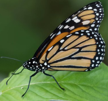 Kral kelebeği sol tarafa bakıyor.