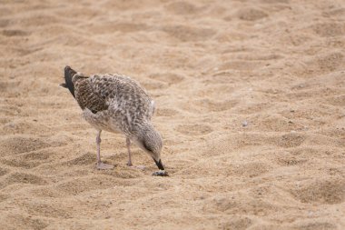 Ringa martısı / Martı kumlu sahilde, gagalı midye kabuğu açıyor.