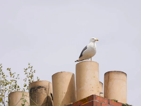 White Grey Seagull Perched Chimney Stack House Plants Growing — Stock Photo, Image