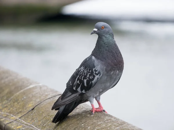 Pigeon Portrait Empoleirado Parede Pedra Com Vista Para Rio Liffey — Fotografia de Stock