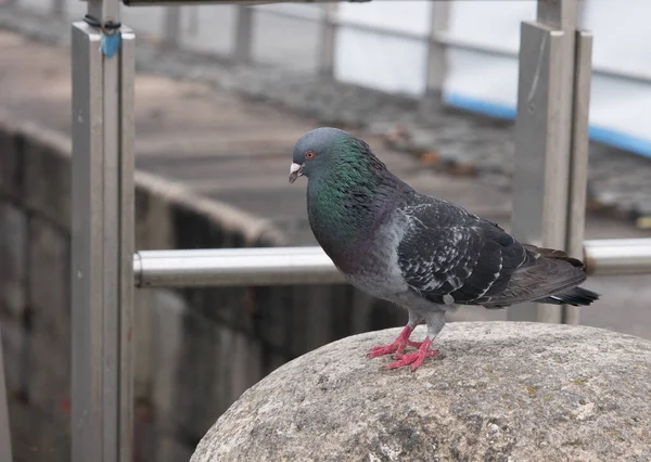 Feral Duva Uppflugna Bollard Utsikt Över Floden — Stockfoto