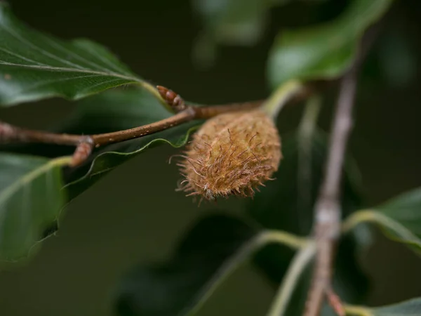 Closed beech nut on a beech tree in the autumn in England.  Shallow focus with green bokeh background.