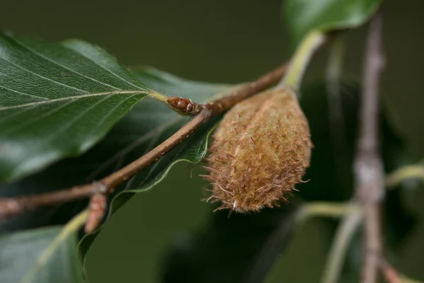 Beech nut on a beech tree in the autumn in England. Shallow depth of field. Close up.