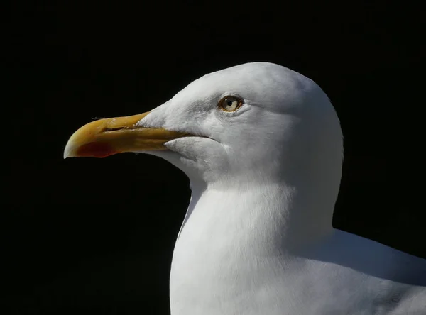 Möwenporträt Profil Blick Nach Links Vor Schwarzem Hintergrund — Stockfoto