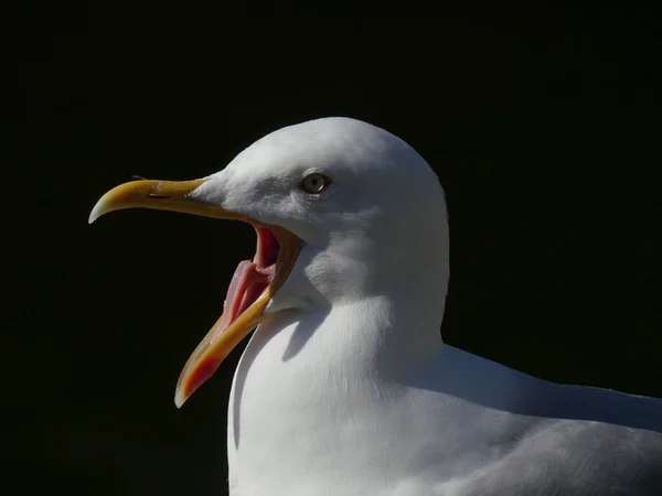 Seagull Portrait Head Face Beak Wide Open Tongue Visible Black — Stock Photo, Image
