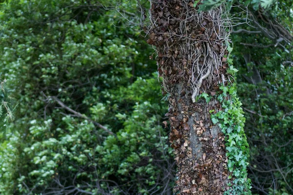 Tronco Árbol Bosque Cubierto Vides Hiedra Que Crecen Corteza — Foto de Stock