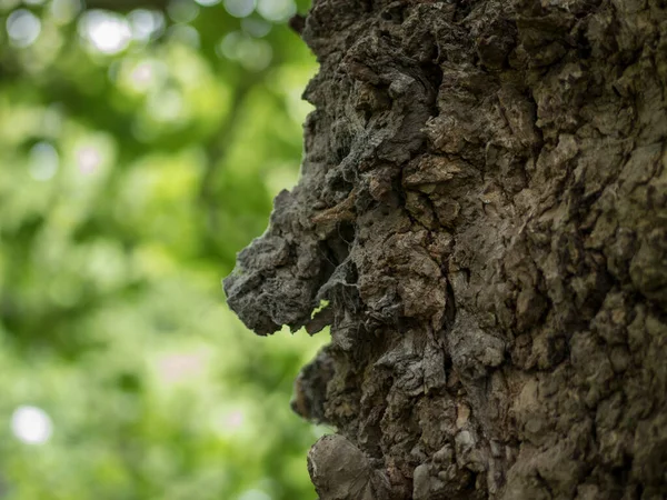 Corteza Árbol Áspero Roble Antiguo Que Parece Rostro Humano Perfil — Foto de Stock