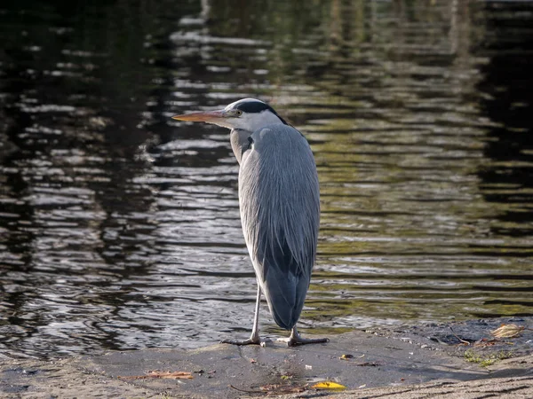 Szary Heron Ardea Cinerea Portret Stojący Brzegu Doku Pochyloną Szyją — Zdjęcie stockowe