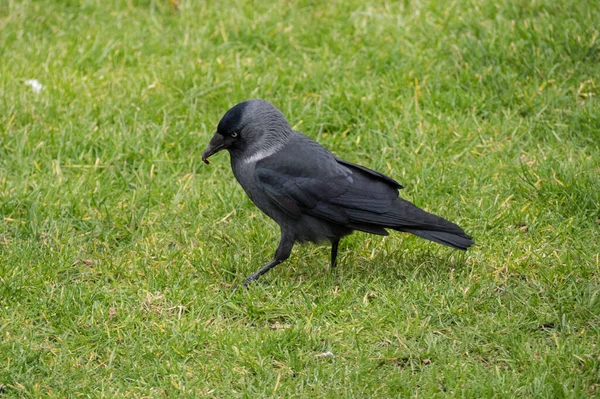 Hooded Crow Corvus Cornix Hunting Insects Grass Lawn Small Beetle — Stock Photo, Image