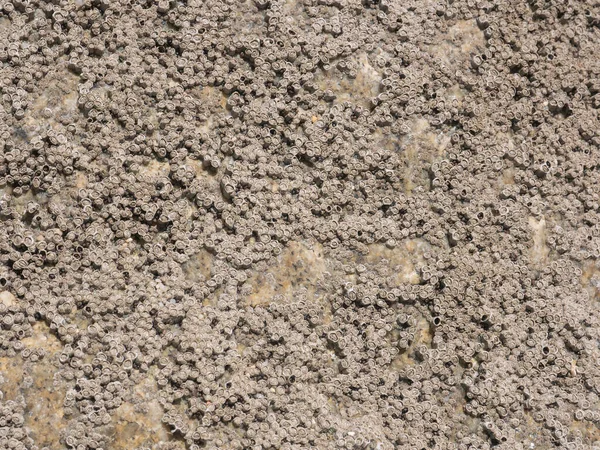 Seepocken Verkrusteten Felsen Textur Hintergrund Strand — Stockfoto